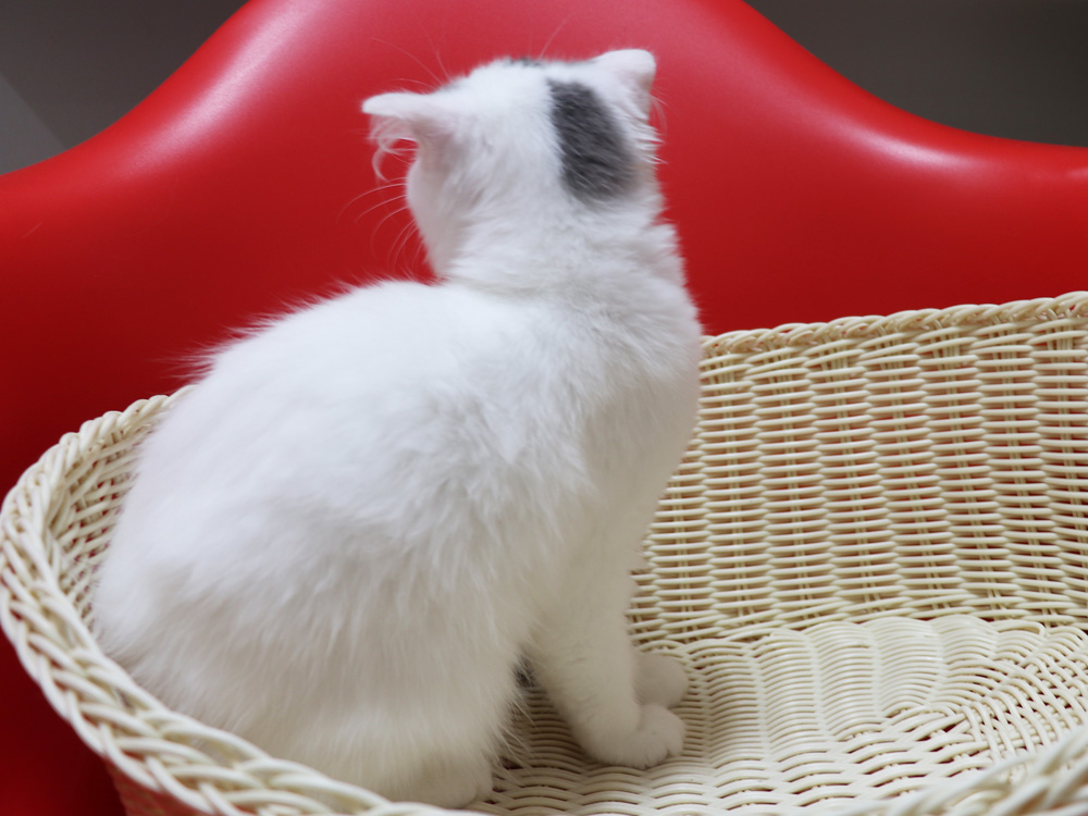 スコティッシュフォールドの子猫画像