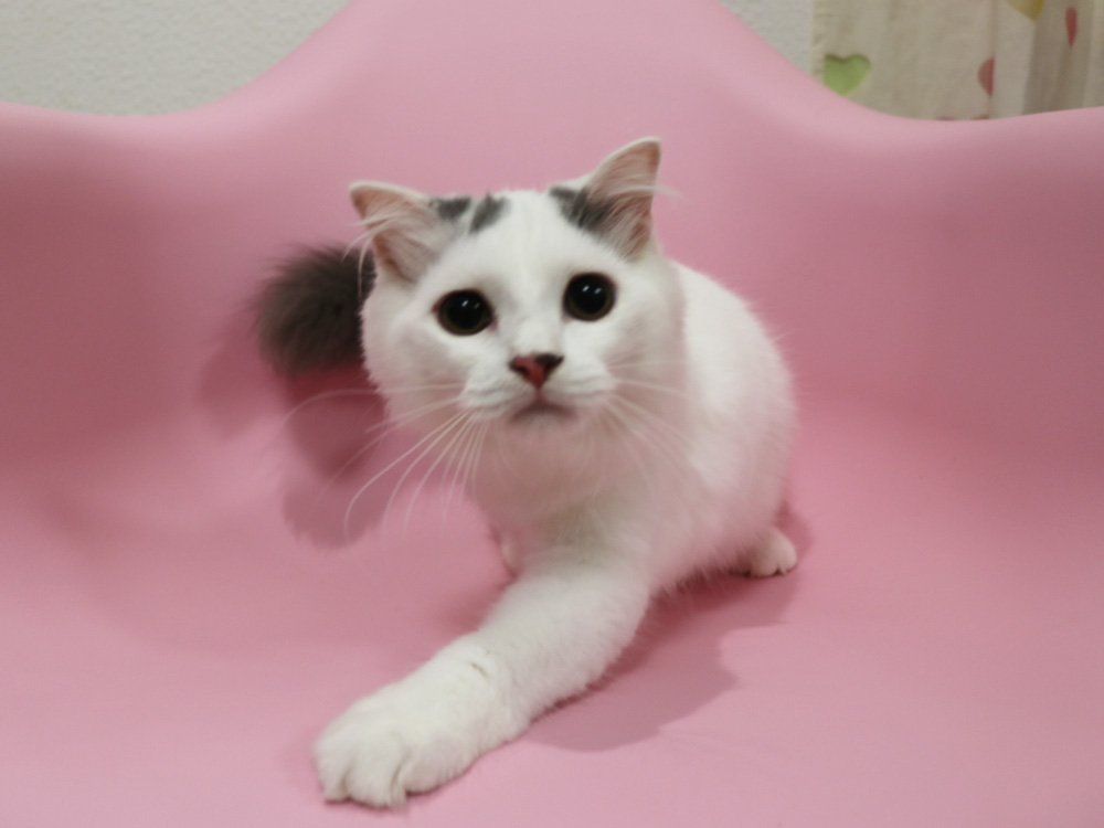 スコティッシュフォールドの子猫画像