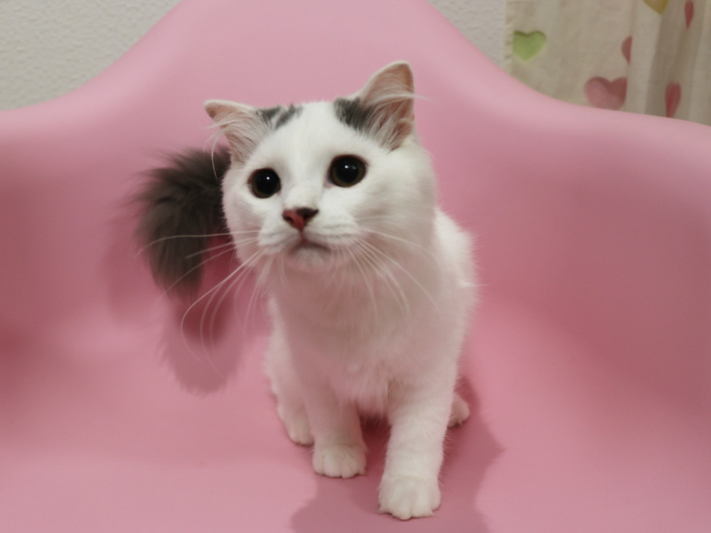 スコティッシュフォールドの子猫画像