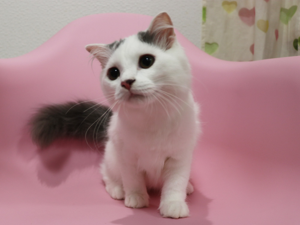 スコティッシュフォールドの子猫画像