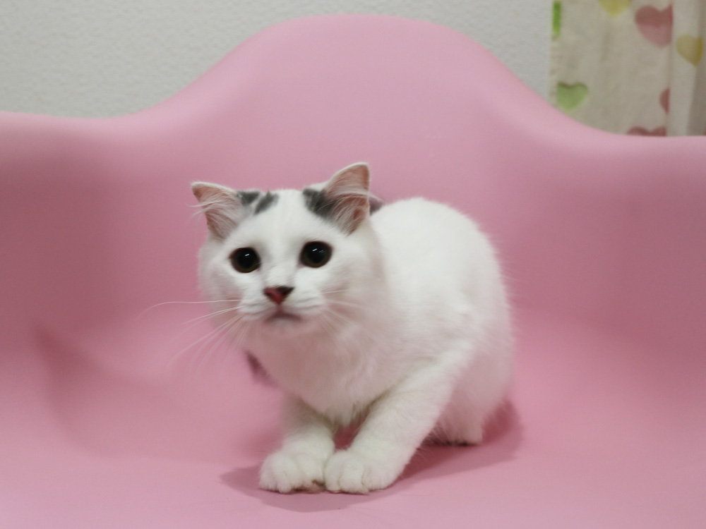 スコティッシュフォールドの子猫画像