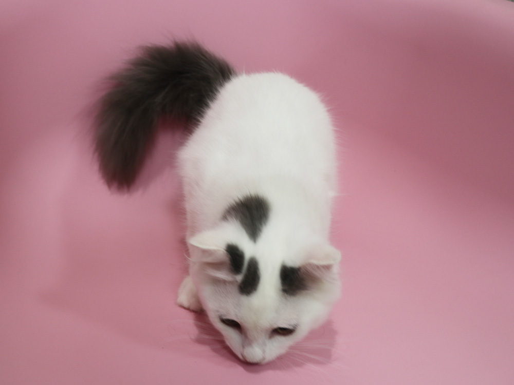 スコティッシュフォールドの子猫画像