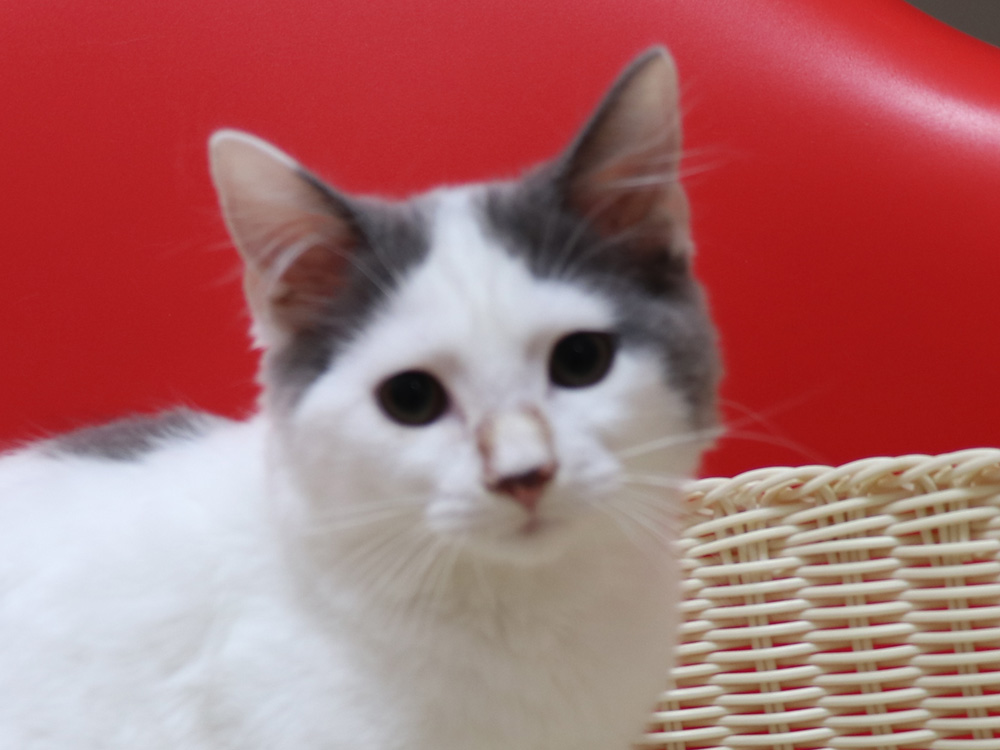 スコティッシュフォールドの子猫画像