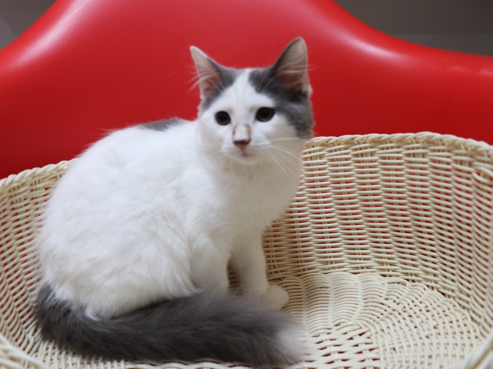 スコティッシュフォールドの子猫画像