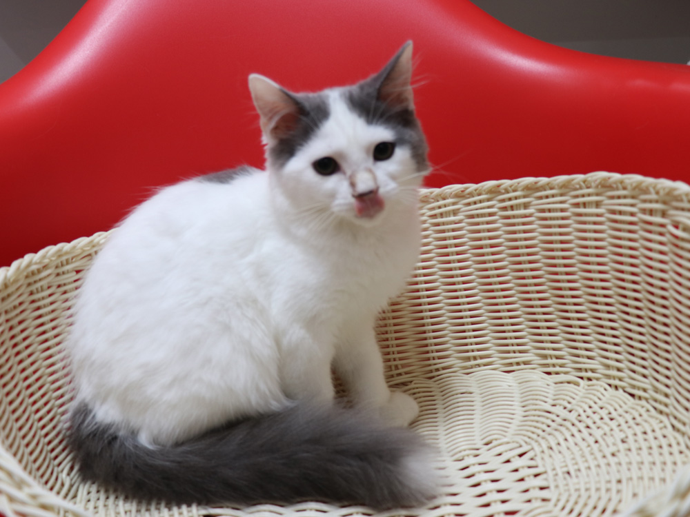スコティッシュフォールドの子猫画像