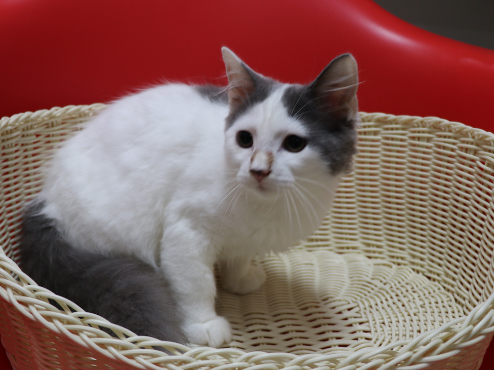 スコティッシュフォールドの子猫画像