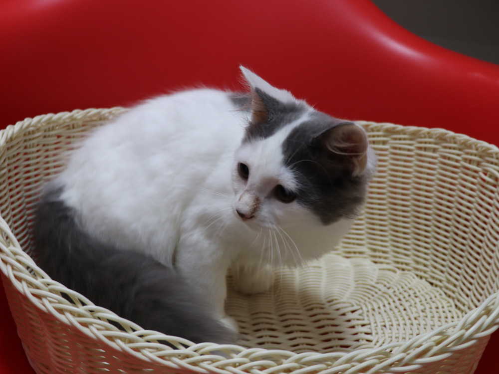 スコティッシュフォールドの子猫画像