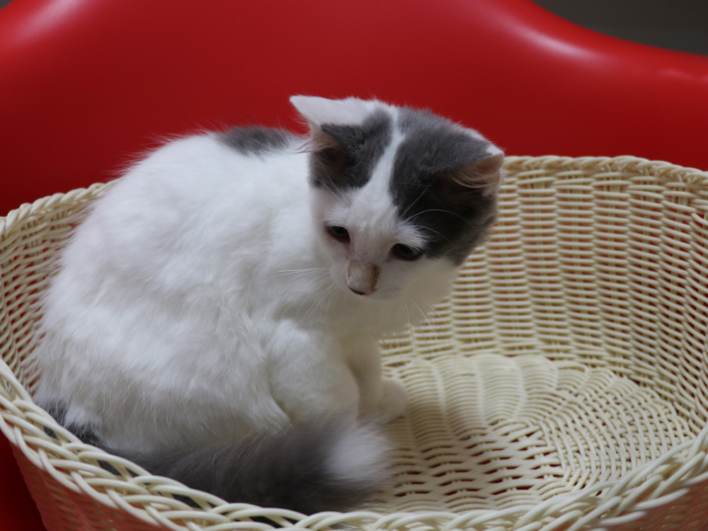 スコティッシュフォールドの子猫画像
