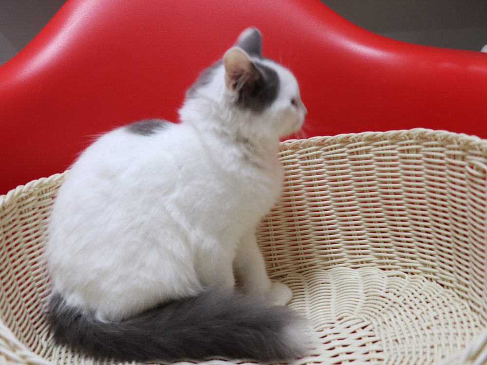 スコティッシュフォールドの子猫画像