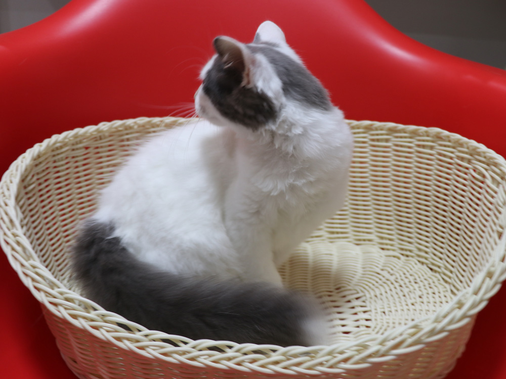 スコティッシュフォールドの子猫画像