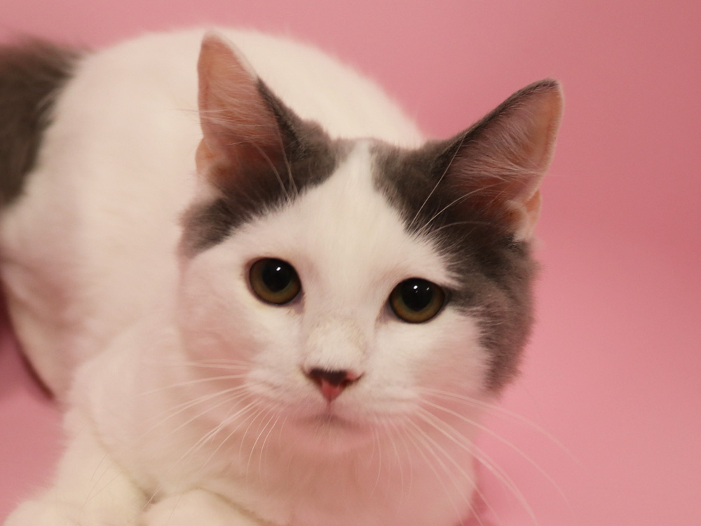 スコティッシュフォールドの子猫画像