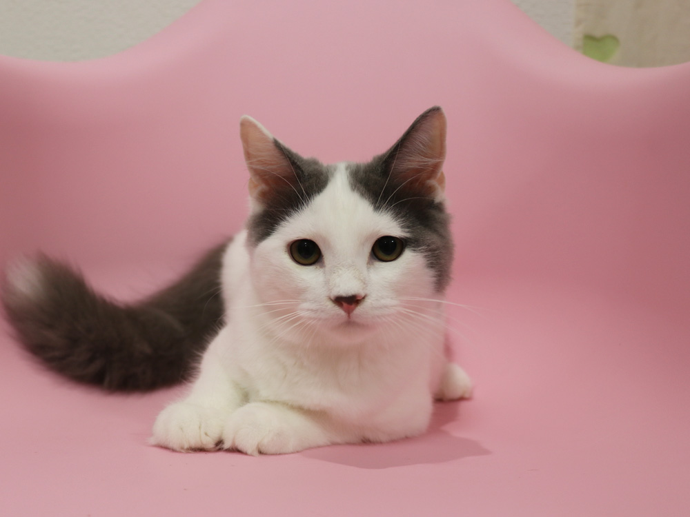 スコティッシュフォールドの子猫画像