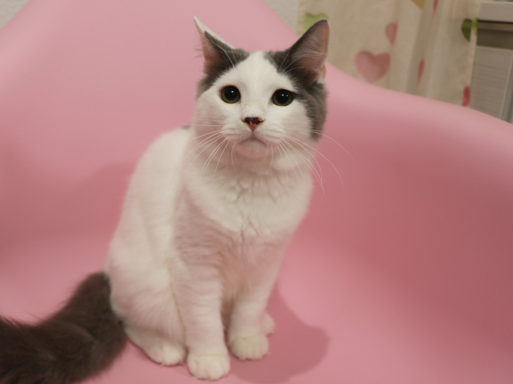 スコティッシュフォールドの子猫画像