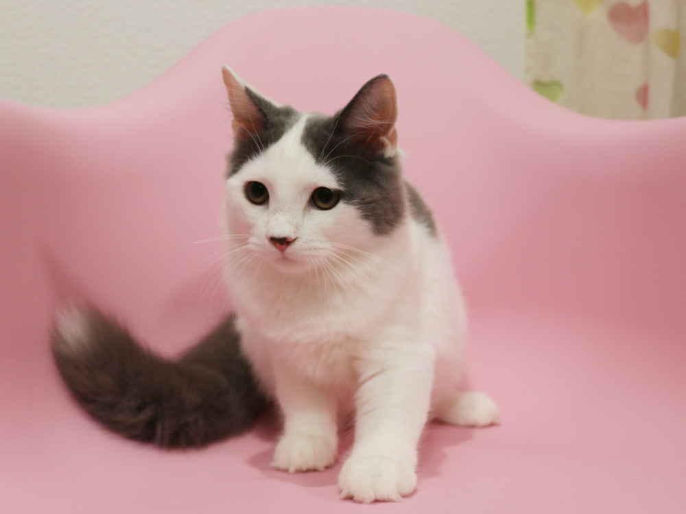 スコティッシュフォールドの子猫画像
