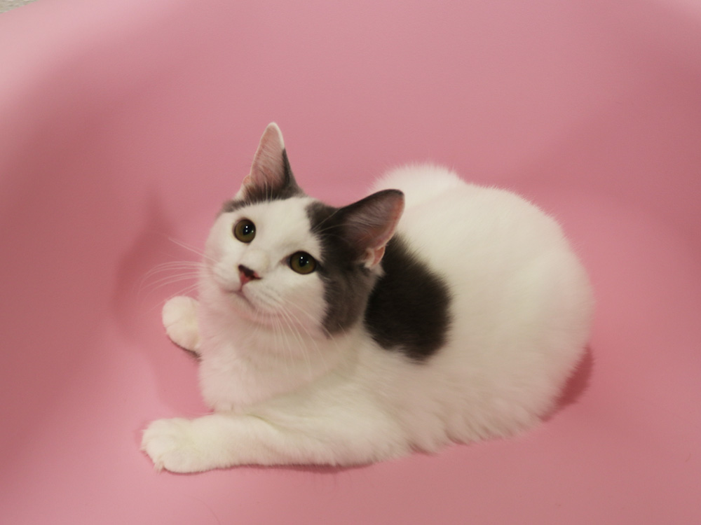 スコティッシュフォールドの子猫画像