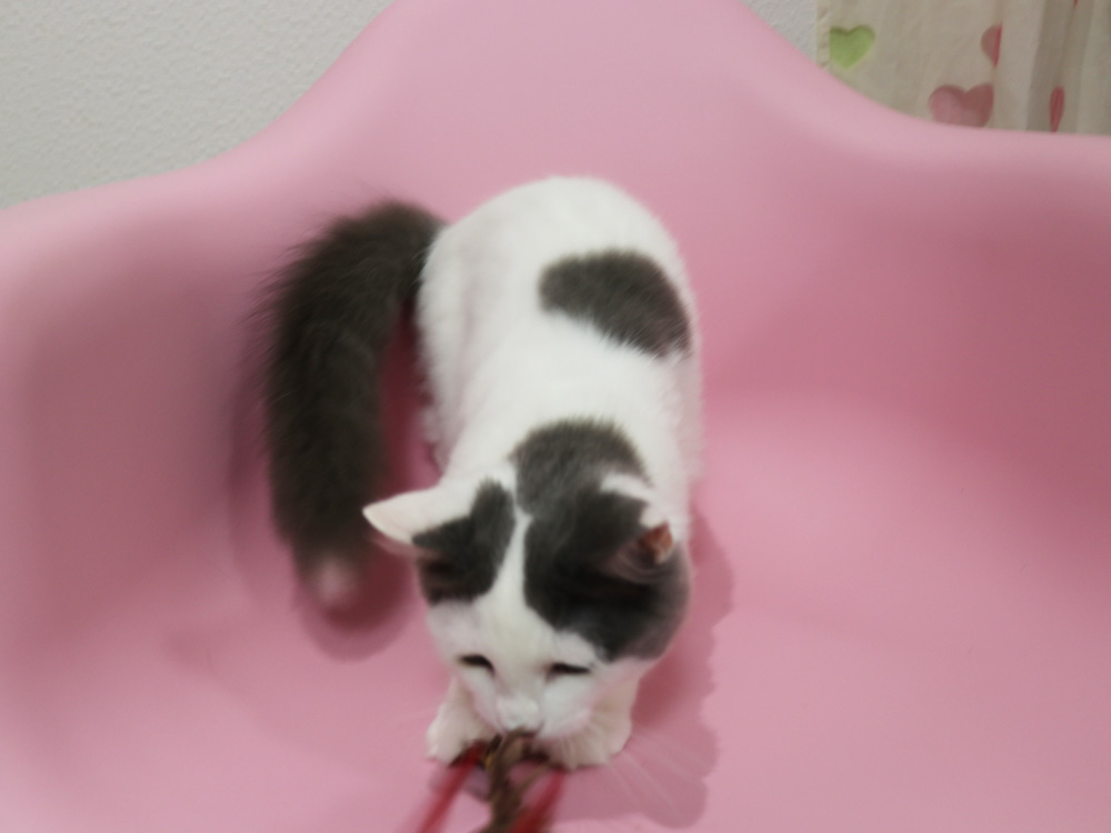 スコティッシュフォールドの子猫画像