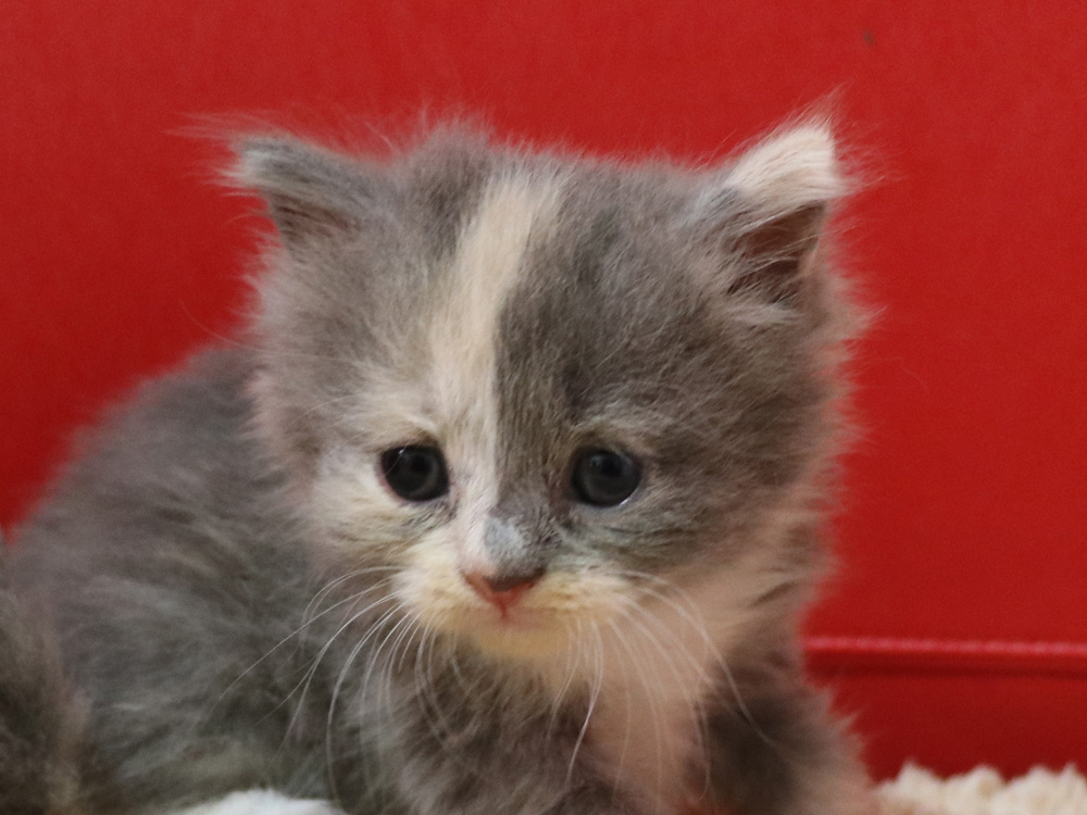 スコティッシュフォールドの子猫画像