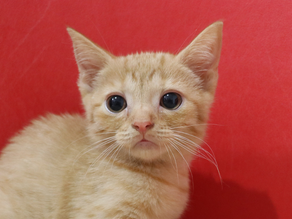 スコティッシュフォールドの子猫画像