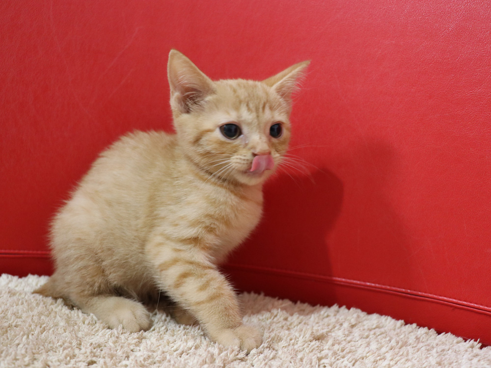 スコティッシュフォールドの子猫画像