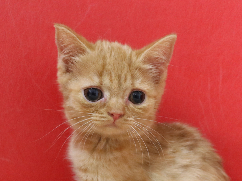 スコティッシュフォールドの子猫画像