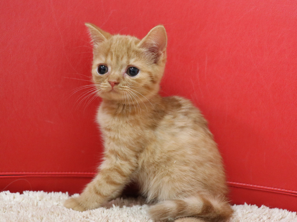 スコティッシュフォールドの子猫画像