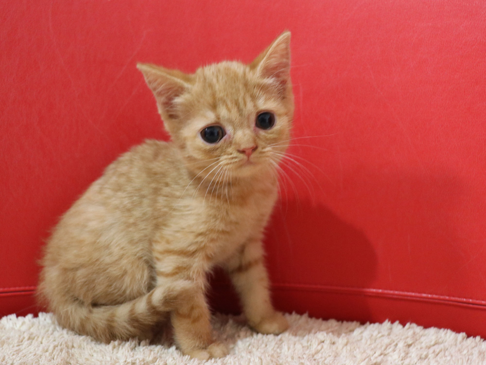 スコティッシュフォールドの子猫画像