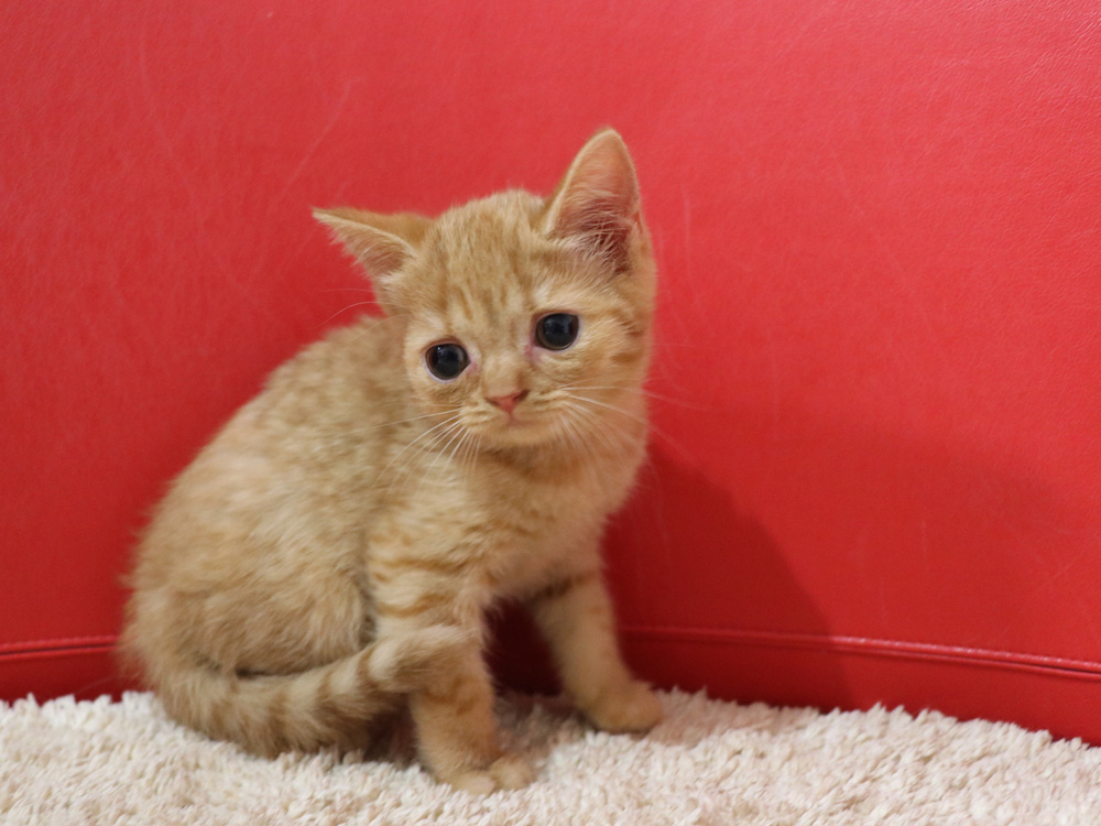 スコティッシュフォールドの子猫画像