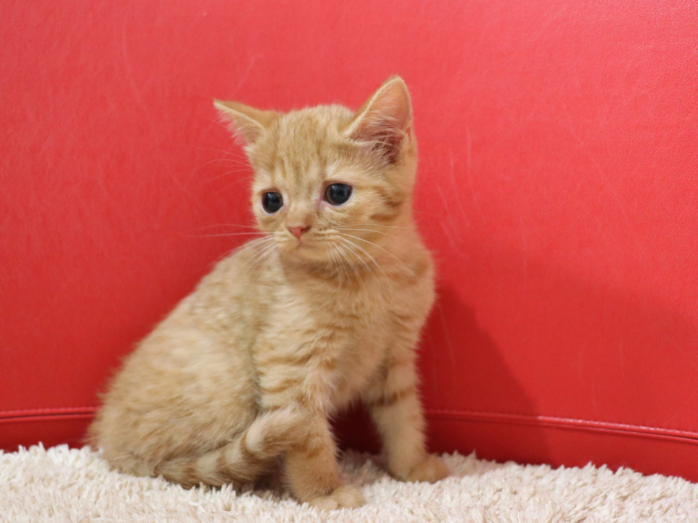 スコティッシュフォールドの子猫画像