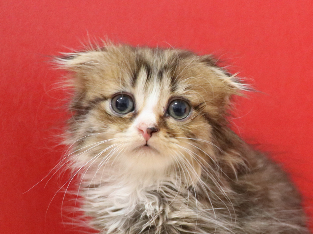 スコティッシュフォールドの子猫画像