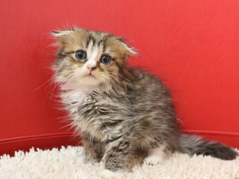スコティッシュフォールドの子猫画像