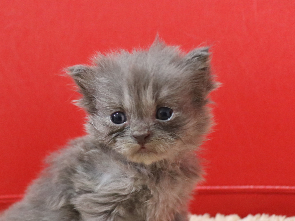 スコティッシュフォールドの子猫画像
