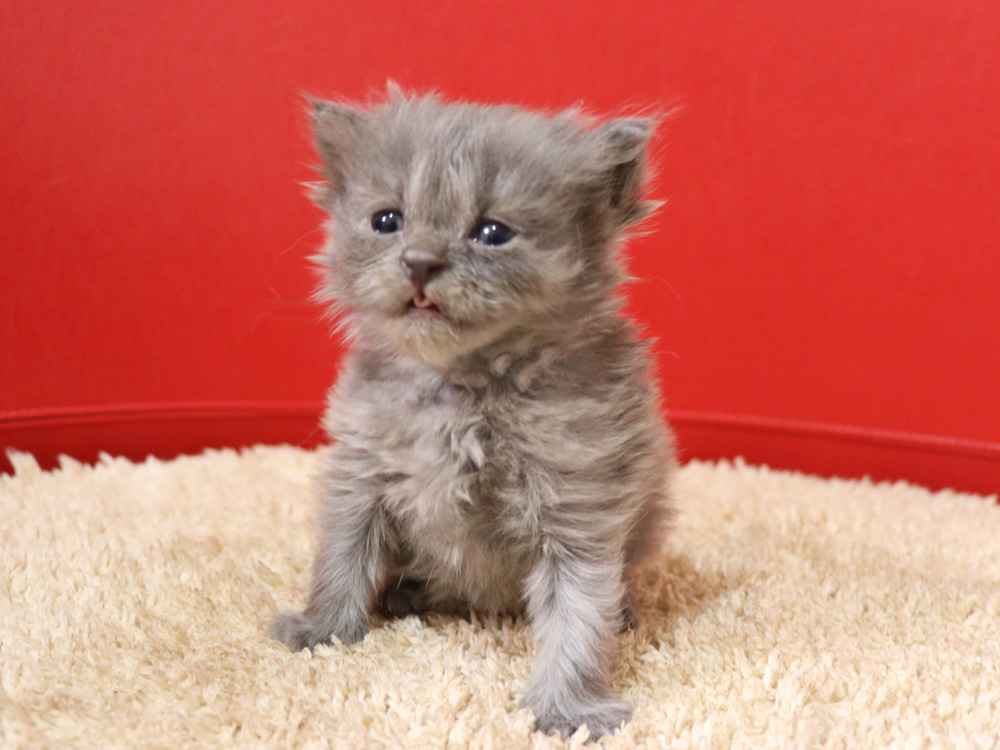 スコティッシュフォールドの子猫画像