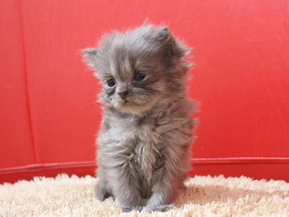 スコティッシュフォールドの子猫画像