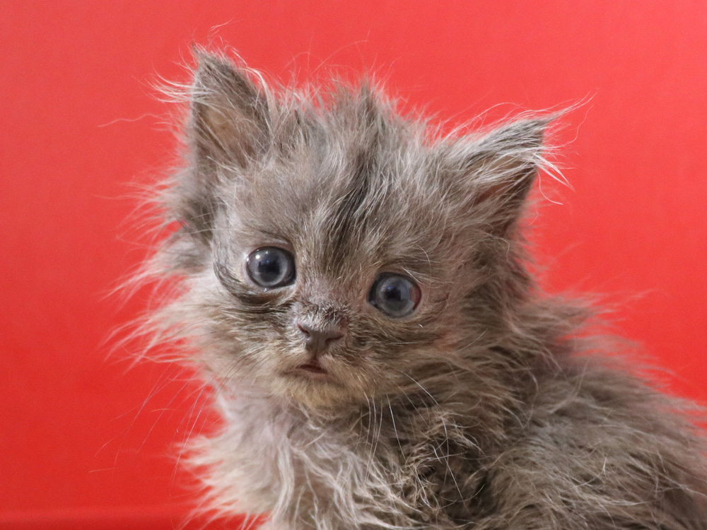 スコティッシュフォールドの子猫画像