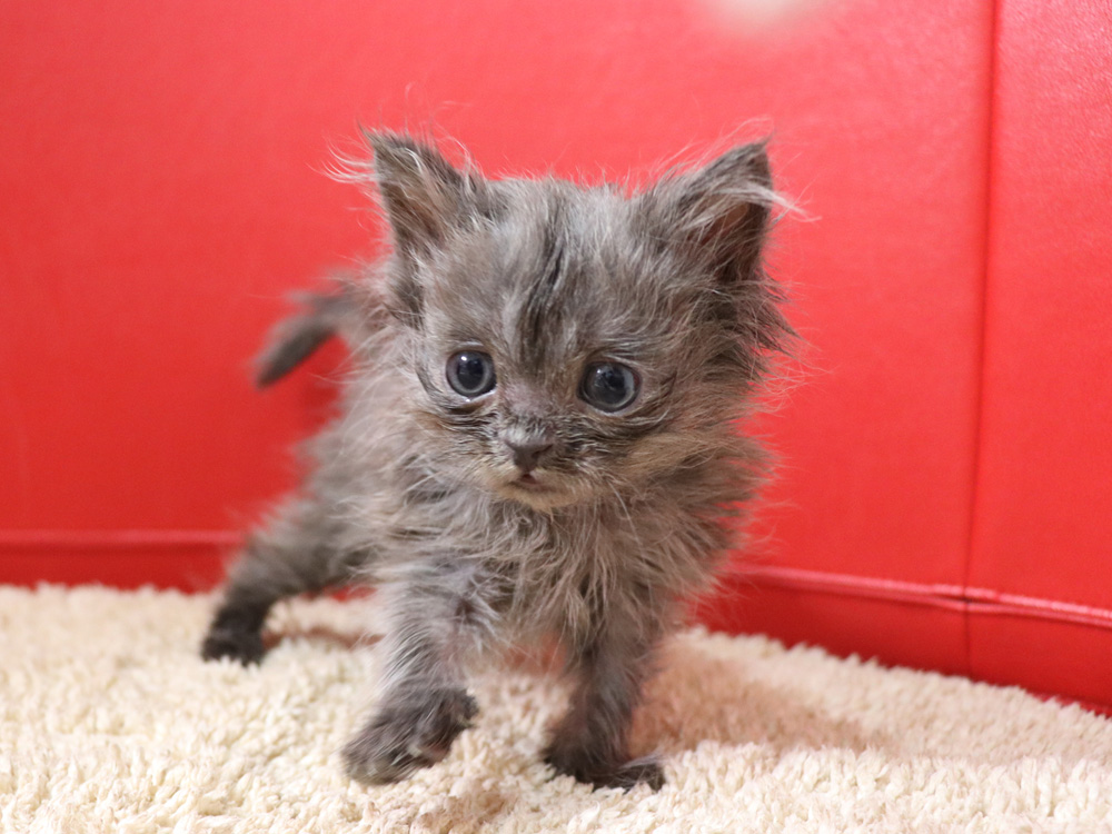 スコティッシュフォールドの子猫画像