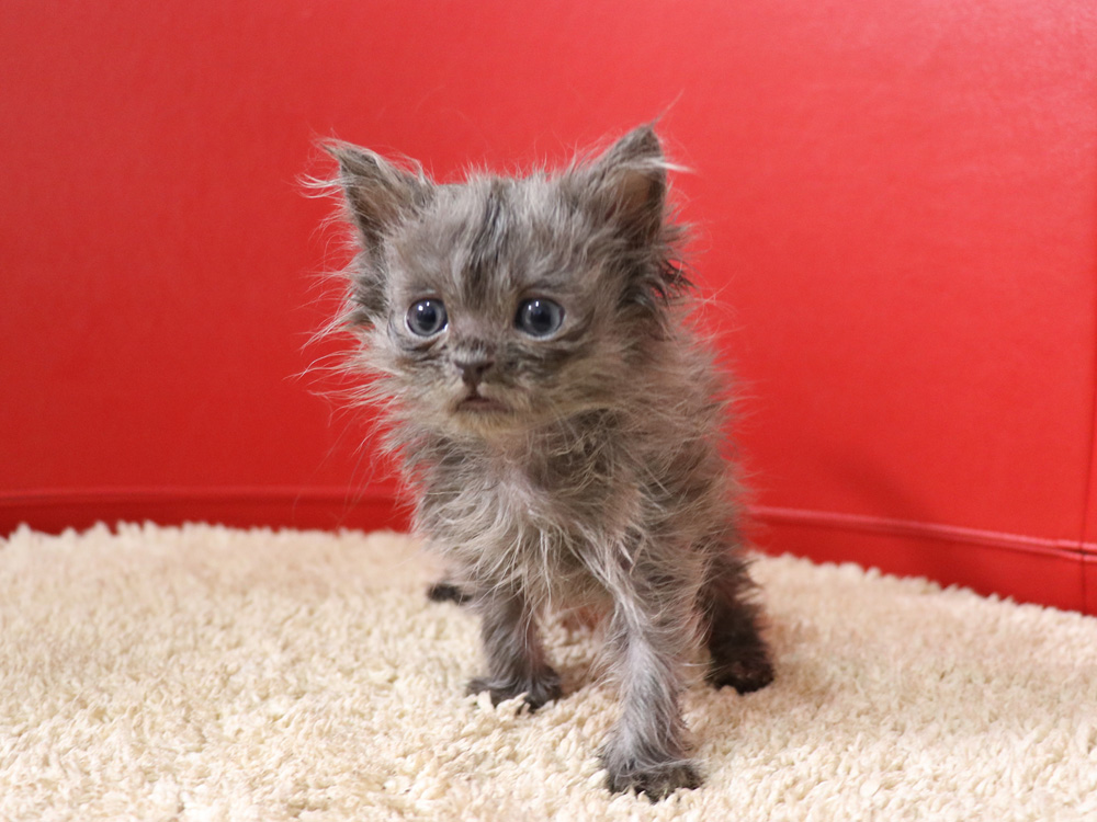スコティッシュフォールドの子猫画像
