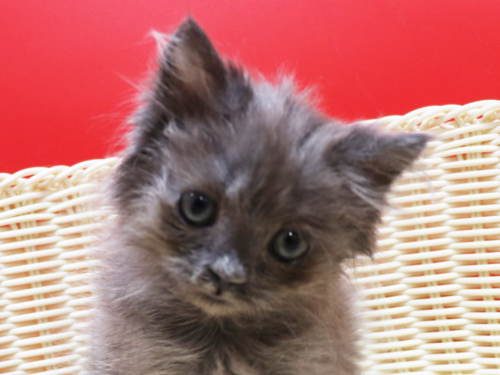 スコティッシュフォールドの子猫画像
