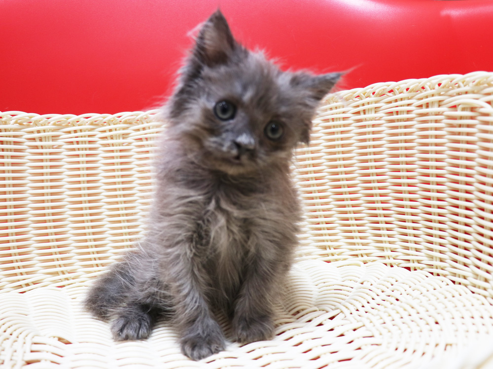 スコティッシュフォールドの子猫画像