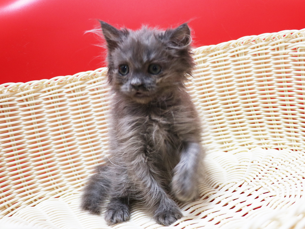 スコティッシュフォールドの子猫画像