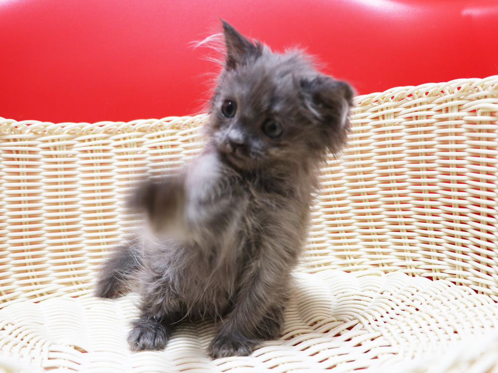 スコティッシュフォールドの子猫画像