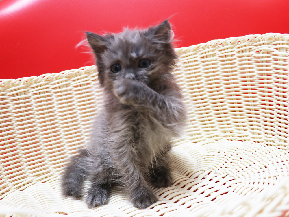 スコティッシュフォールドの子猫画像