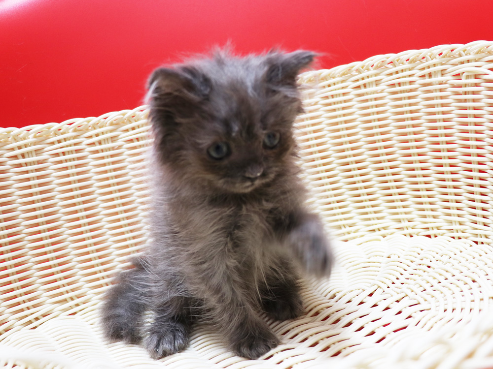 スコティッシュフォールドの子猫画像