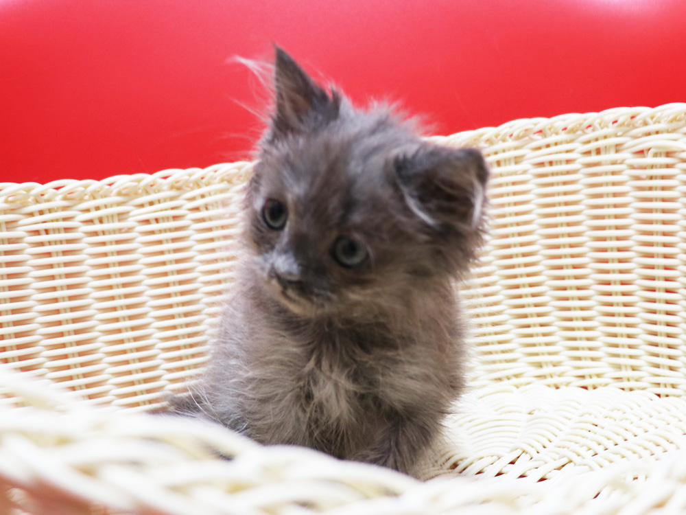 スコティッシュフォールドの子猫画像