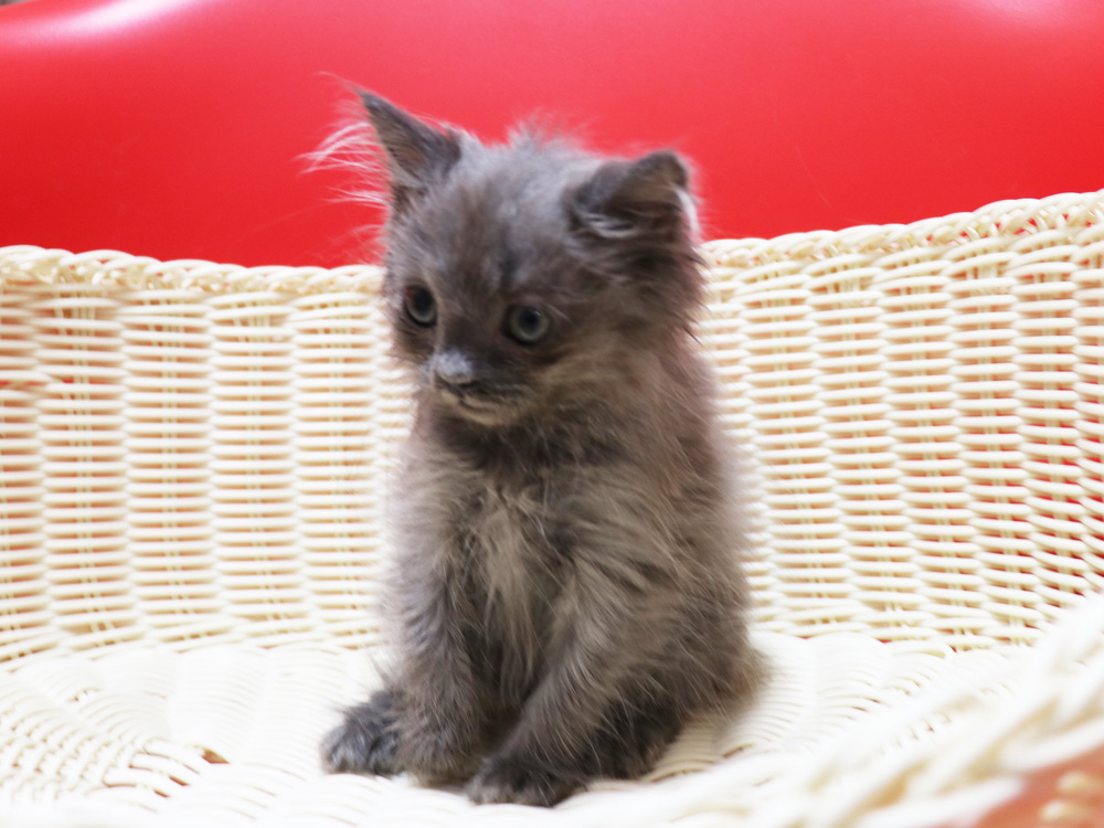 スコティッシュフォールドの子猫画像