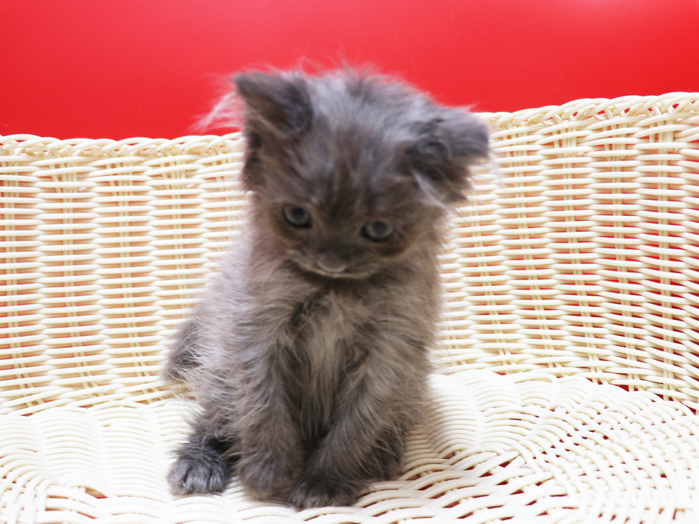 スコティッシュフォールドの子猫画像