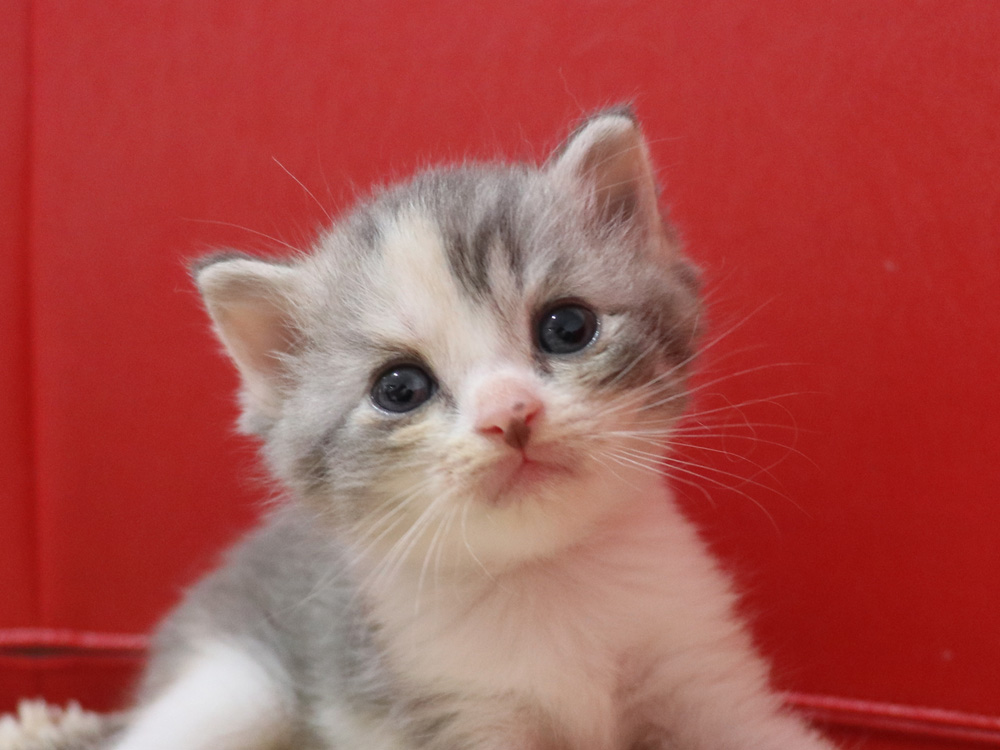 スコティッシュフォールドの子猫画像