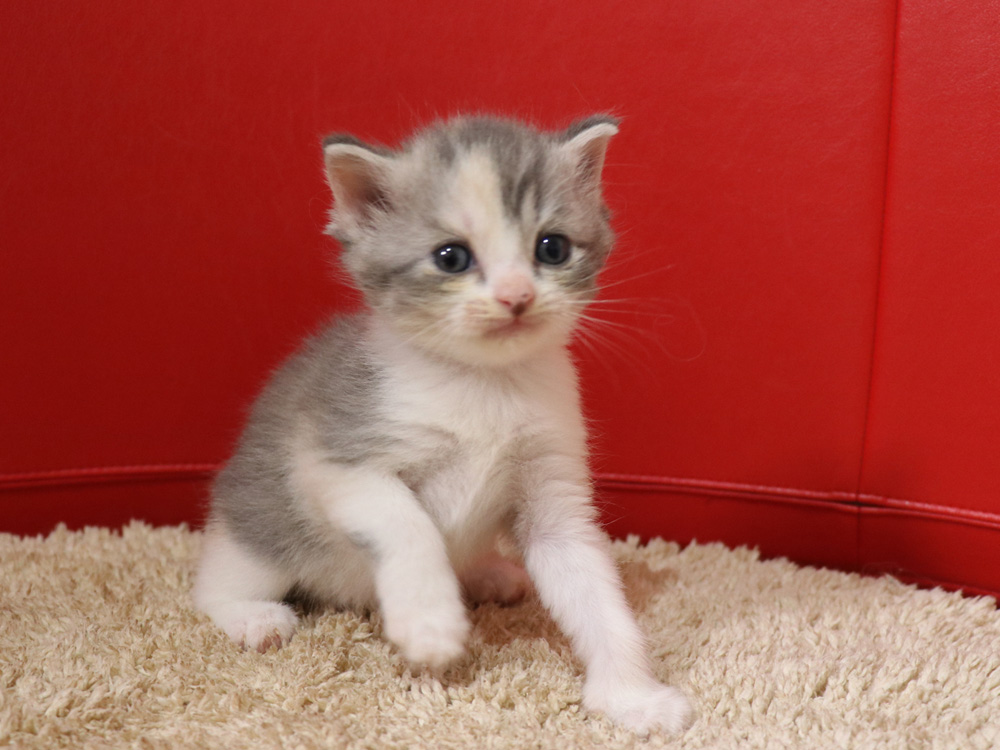 スコティッシュフォールドの子猫画像