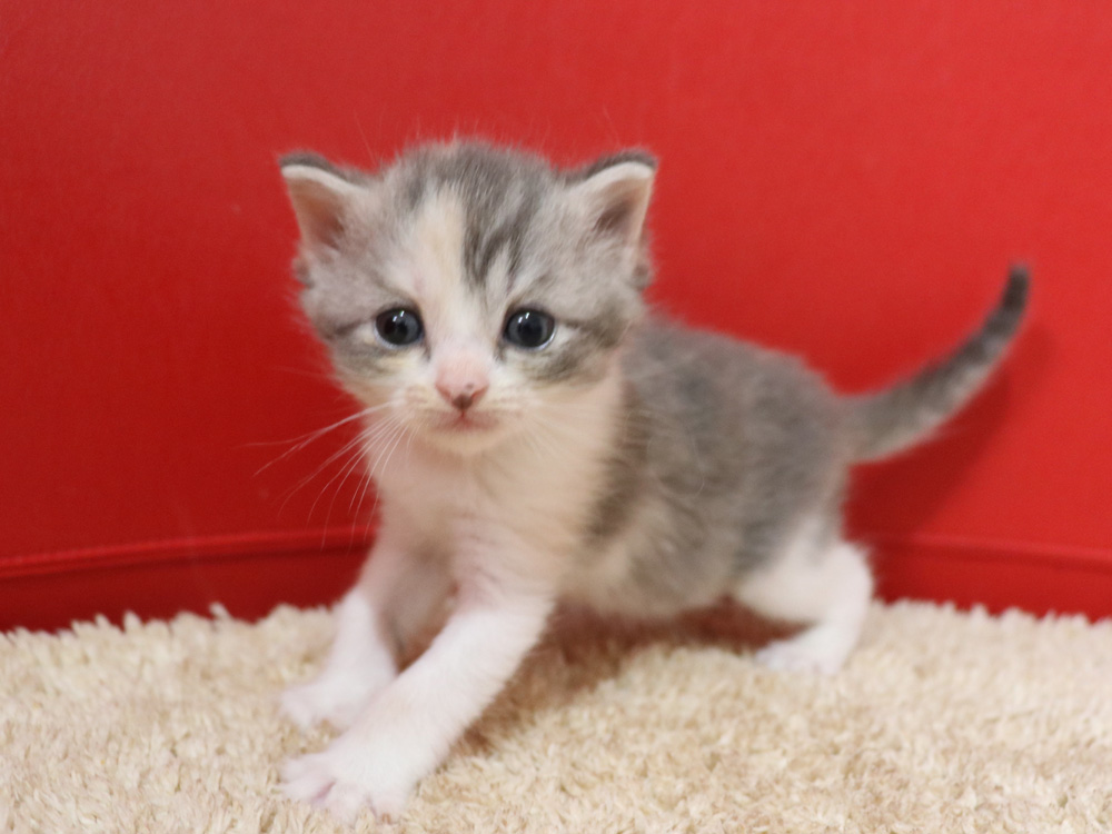 スコティッシュフォールドの子猫画像