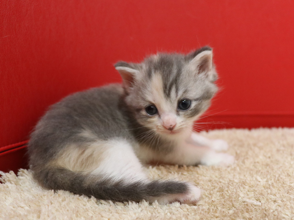 スコティッシュフォールドの子猫画像