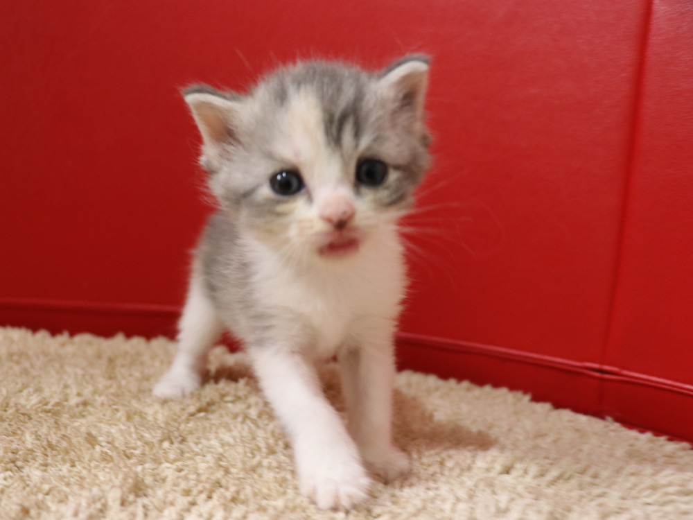 スコティッシュフォールドの子猫画像